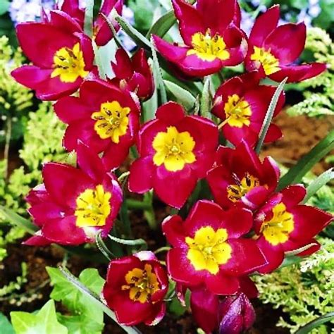 Tulipan Botaniczny Red Beauty Szt Cena I Opinie Sklep