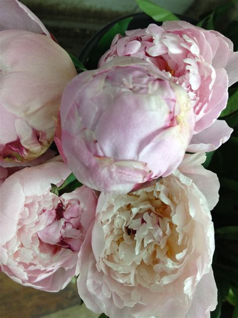 Light Pink Peonies | Flower lights, Peony flower, Flowers