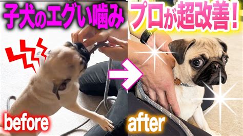 【犬しつけ】子犬の甘噛みはコレで改善！プロの実践トレーニングをご紹介します【プロドッグトレーナー】 Youtube