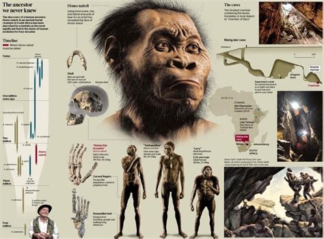 Interested In Homo Naledi World Of Paleoanthropology