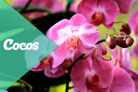 Pianta Orchidea Phalaenopsis Significato E Come Si Cura