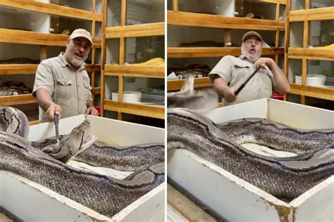 Video Impressionante Uomo Punzecchia Un Serpente Gigantesco Con Un