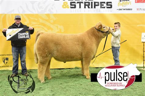 Steers And Stripes Missouri Top 5 Steers Ring A The Pulse