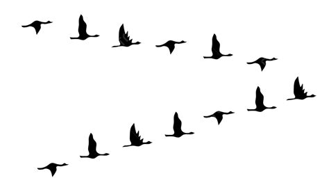 Flying Birds Silhouette Vector Birds Flying Birds Birds Silhouette