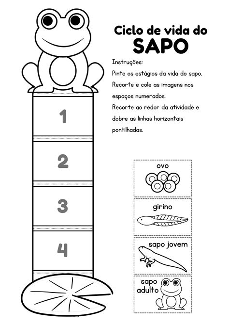 Blog Educação e Transformação Ciclo de vida do sapo Preschool