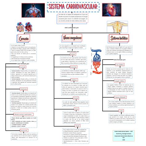 Sistema Cardiovascular Medical School Essentials School Study Tips