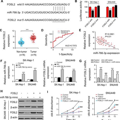 MiR 766 3p Suppressed FOSL2 Expression In HCC Cells A Predicted