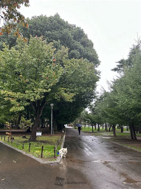 冷たい雨が降っています。今の円山公園入り 北海道札幌市中央区 ぷうさん ウェザーニュース