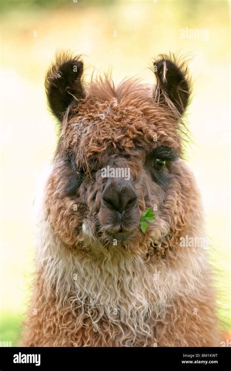 Kamel Frontal Hi Res Stock Photography And Images Alamy