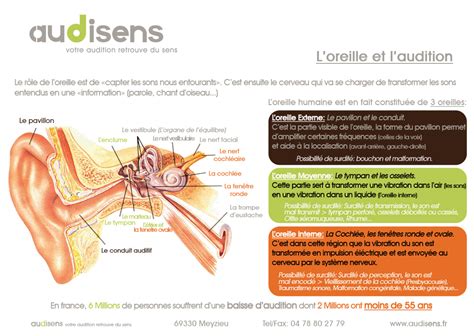 audisens Comment fonctionne l oreille Centre d audition à Meyzieu