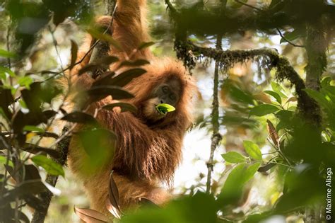 New orangutan species identified in Indonesia – CHANGING TIMES