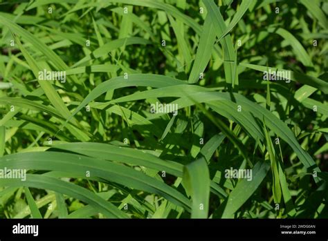 Field Field Grass Green Long Succulent Grass Grows In The Sunlight