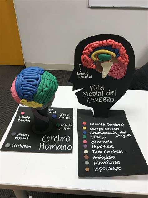 Como Hacer Un Cerebro Humano Con Material Reciclable Compartir Materiales