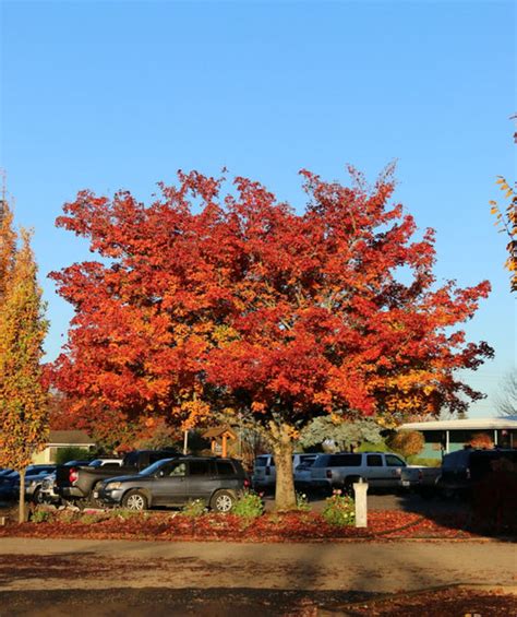 Pacific Sunset® Maple Bower And Branch