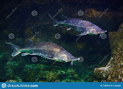 Alive sturgeon in aquarium stock image. Image of national - 178001319