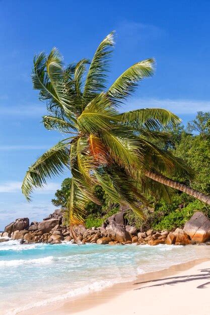 Premium Photo Seychelles Anse Georgette Beach Praslin Island Palm