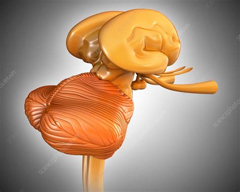 Human brain structures, illustration - Stock Image - F018/0007 ... 