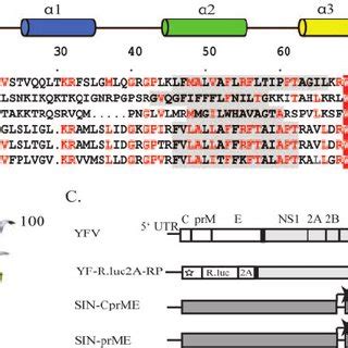 A Multiple Sequence Alignment Of Flavivirus C Proteins Residues With