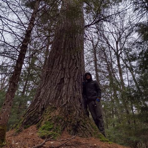 Michigan Names An Eastern White Pine On The Upper Peninsula Its Tallest