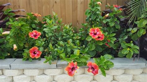 Fiesta Hibiscus Yellow Orangen And Red Flowers Plants Hibiscus