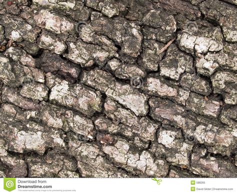 Oak Tree Bark Stock Image | CartoonDealer.com #588265