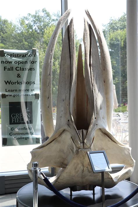 Baleen Whale Skull