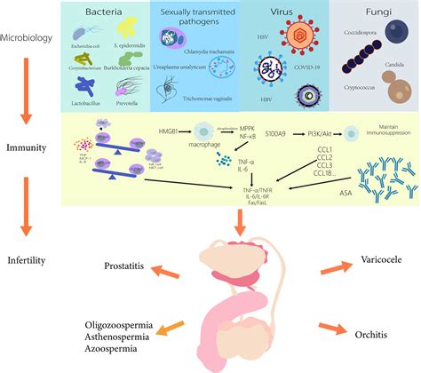 Frontiers Microbiology And Immune Mechanisms Associated With Male