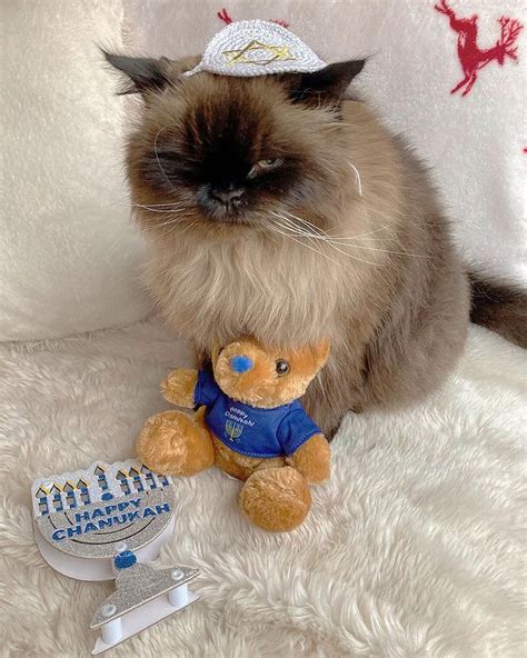 The Gunther Cat Thegunthercat • Instagram Photos And Videos