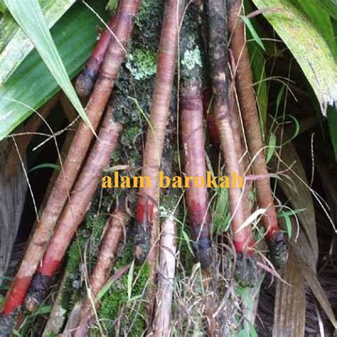 Akar Pinang Atau Jambe 250gr Segar Lazada Indonesia