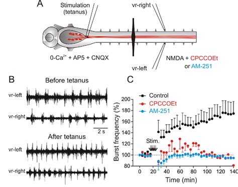 Figure From Long Term Plasticity Of The Spinal Locomotor Circuitry