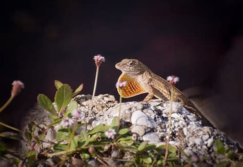 Lizard Photograph By Zina Stromberg Fine Art America