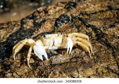 51 Red Hairy Hermit Crab Images Stock Photos Vectors Shutterstock