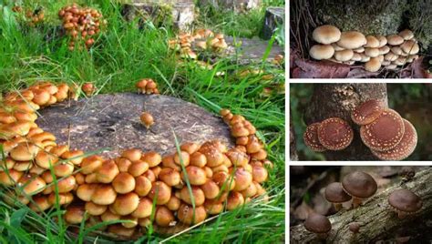 Essbare Pilze im eigenen Garten anbauen und züchten