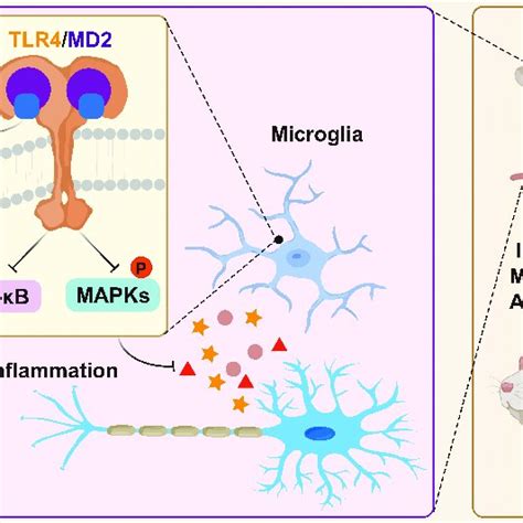 Primer Sequences Of Il 1b Il 6 Tnf A And Rpl27 Download Scientific