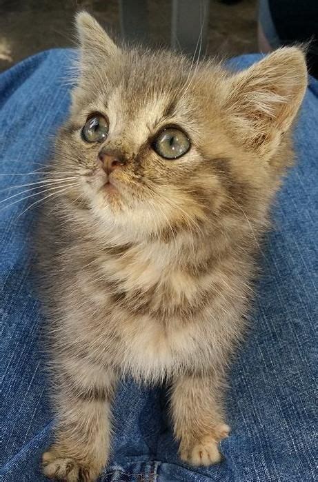 soft kitty... | Crazy cats, Cats, Kittens