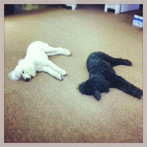 Billy And Rambo Synchronized Sleepers Standard Poodle Poodle Cats