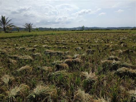 Harvesting Rice the Traditional Way Stock Photo - Image of flower, soil ...