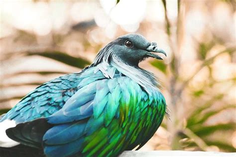 Fun Nicobar Pigeon Facts For Kids | Kidadl