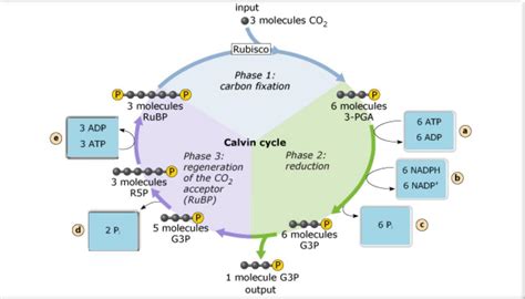 Inputs And Outputs Of Calvin Cycle