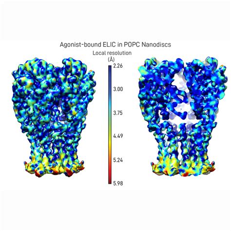 New Cryo Em Structures Of A Lipid Sensitive Ligand Gated Ion Channel