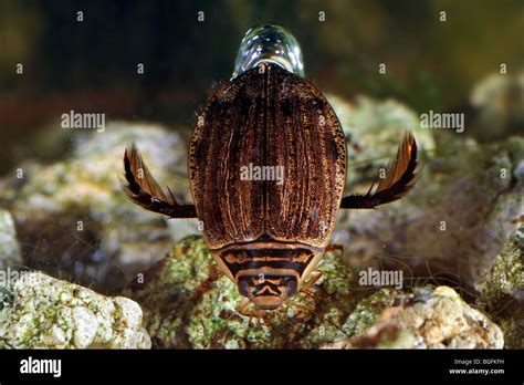 Lesser Grooved Diving Beetle Acilius Sulcatus Swimming Underwater