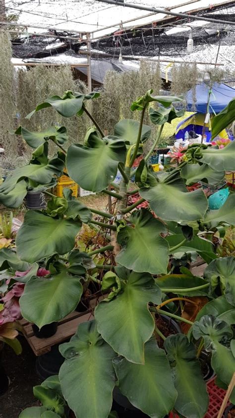 Philodendron Rugosum Aberrant Form Asean Plant Export