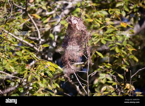 Large Unwieldy Cocoon With Fuzzy Caterpillars In It Stock Photo Alamy