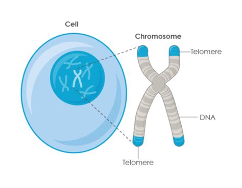 Telomeres And Telomerase Explained Defytime®