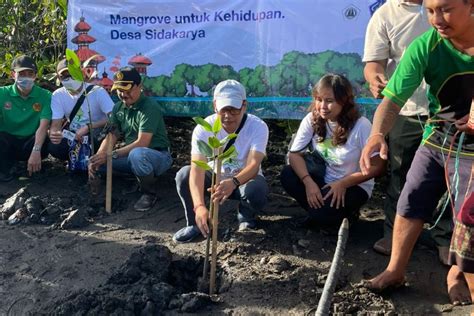 Pt Dewata Energy Bersih Tanam Bibit Mangrove Di Sidakarya Bali