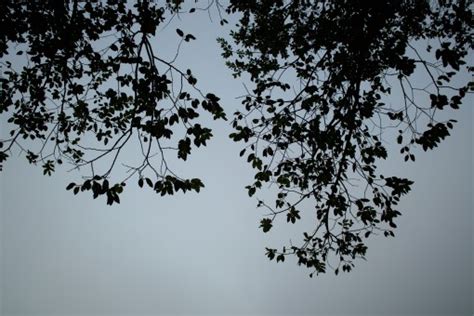 Fotos gratis árbol rama flor invierno pájaro en blanco y negro