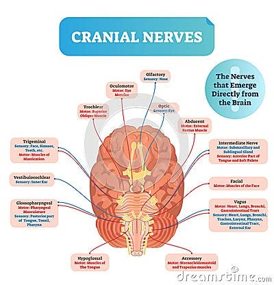 Cranial Nerves Vector Illustration Labeled Diagram With Brain Sections