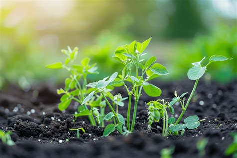 Semer Des Petits Pois En F Vrier Astuces Et Conseils Pour Un Potager