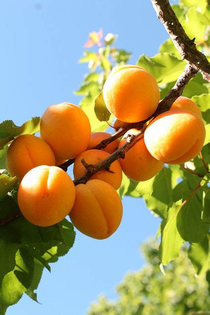 Apricot Manchurian Prunus Armeniaca Var Mandshurica Artofit