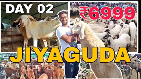 HYDERABAD JIYAGUDA BAKRA MANDI 2023 PART 02 FULL DETAILS